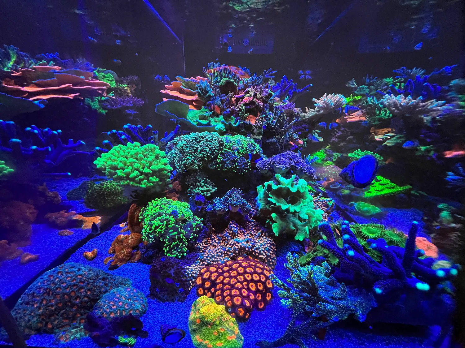 Wide mixed reef aquarium packed with colourful LPS and soft coral under blue LED lighting