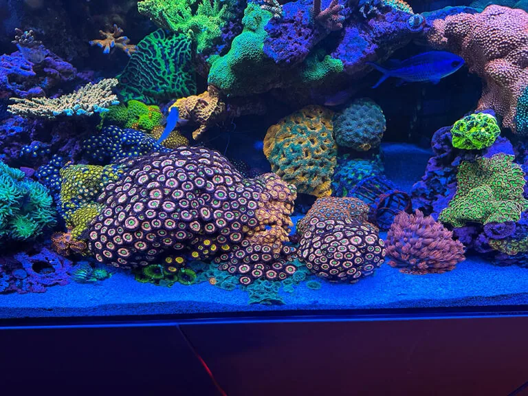 Dense coral garden of brain, montipora and zoanthid colonies in a maintained reef tank